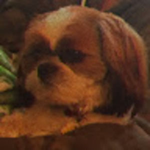 Meet your Posher, Riley